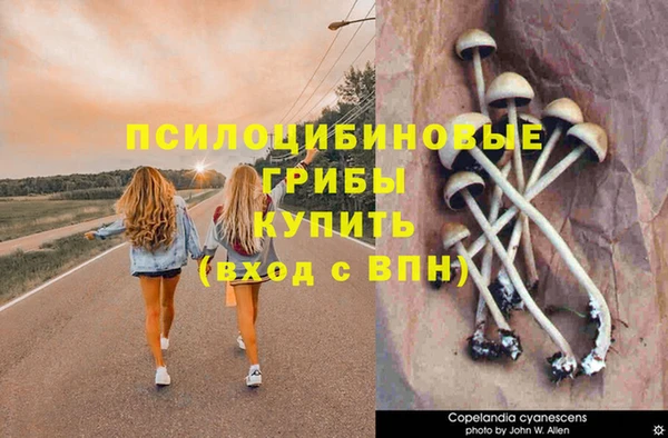 сатива Бородино
